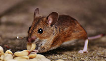 24 Hour & Emergency Exterminators in Salinas, CA